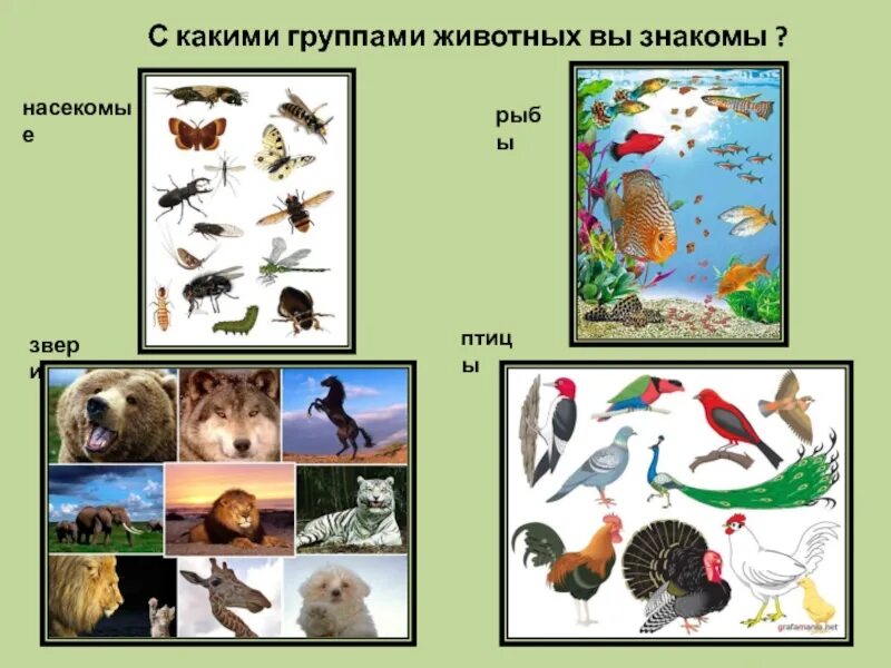 Животные птицы насекомые. Животные звери птицы рыбы насекомые. Группа животных птицы. Иллюстрация группы животных.