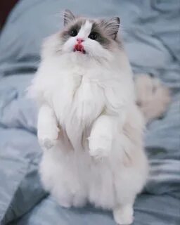 Корейские котики