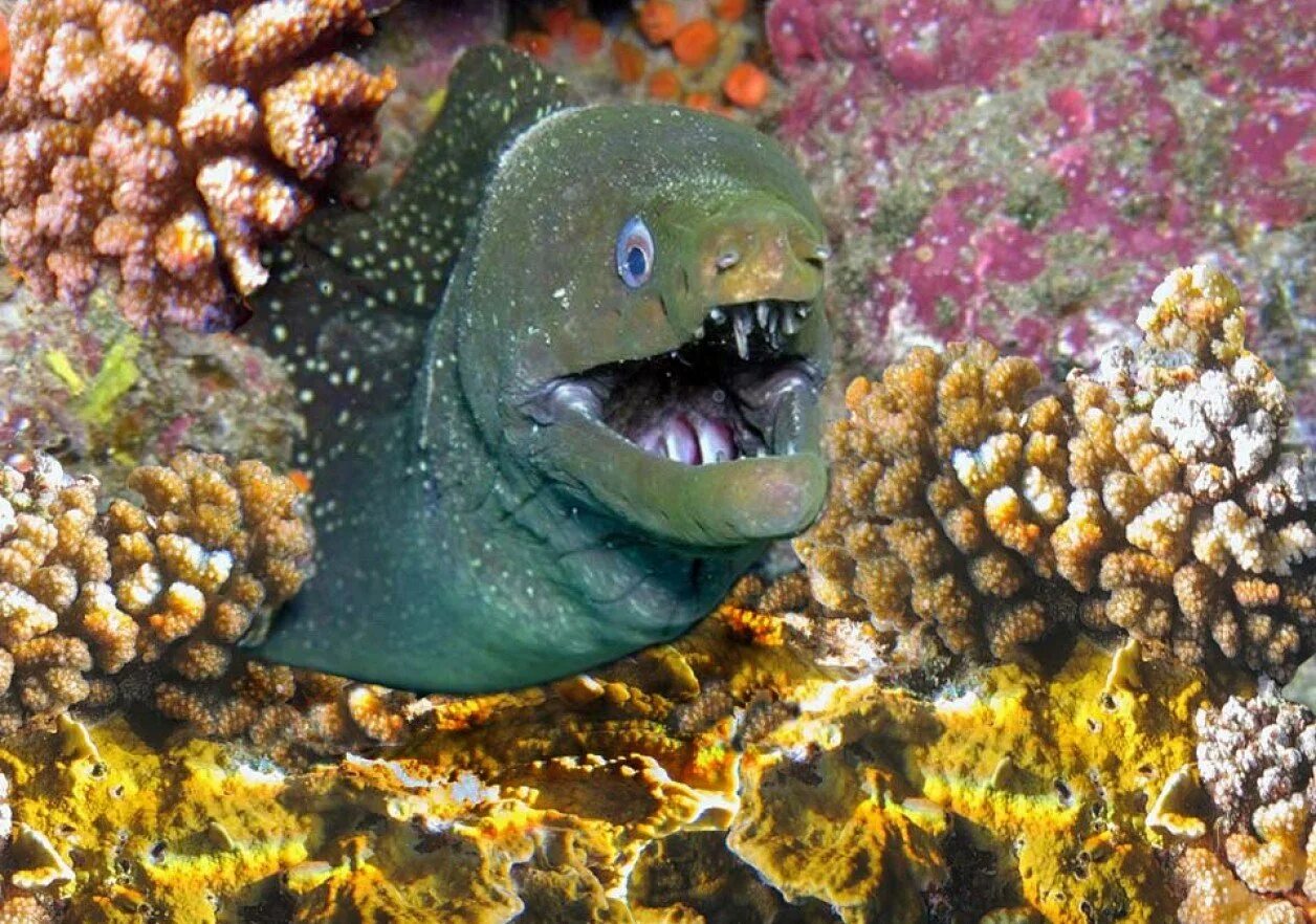 Бородавчатка (каменная рыба). Ядовитые морские обитатели. Бородавчатка рыба. Название опасных рыб. Аротрон белопятнистый.