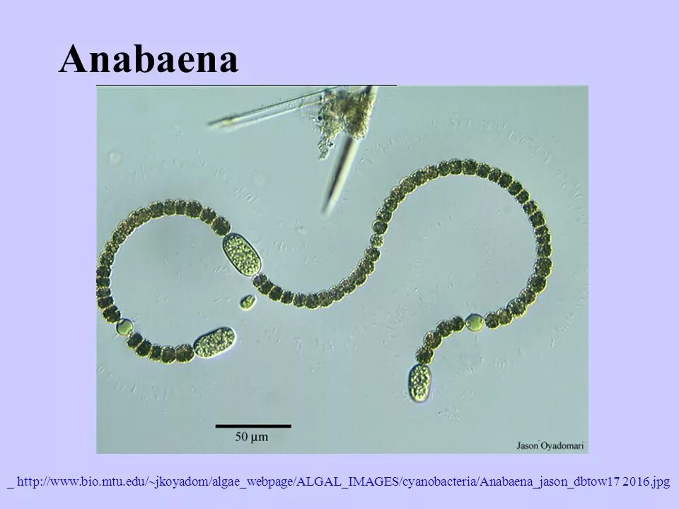 Анабена. Цианобактерии anabaena. anabaena цианобактерия строение. anabaena flos-aquae. анабена водоросли.