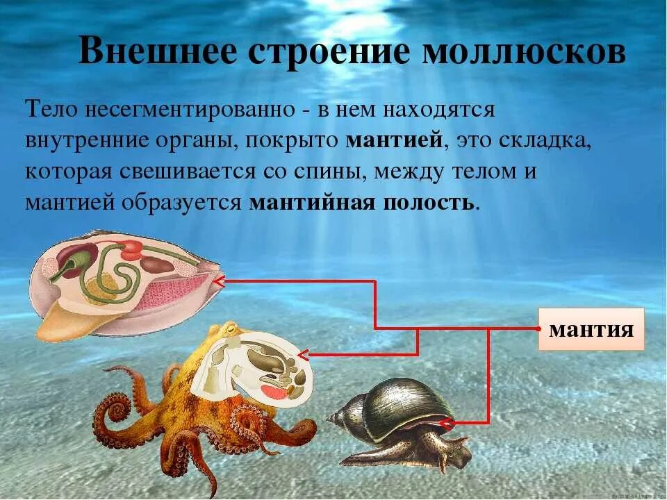 Моллюски строение и жизнедеятельность. Внутреннее строение моллюска. Брюхоногие двустворчатые головоногие. Строение раковины головоногих моллюсков. Мантия брюхоногих моллюсков.