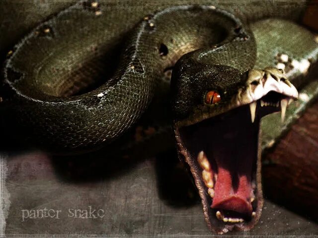 Снейк змея. Очень злая змея. Пасть кобры. Королевская кобра ест змей. Кобра анаконда гюрза гадюка.