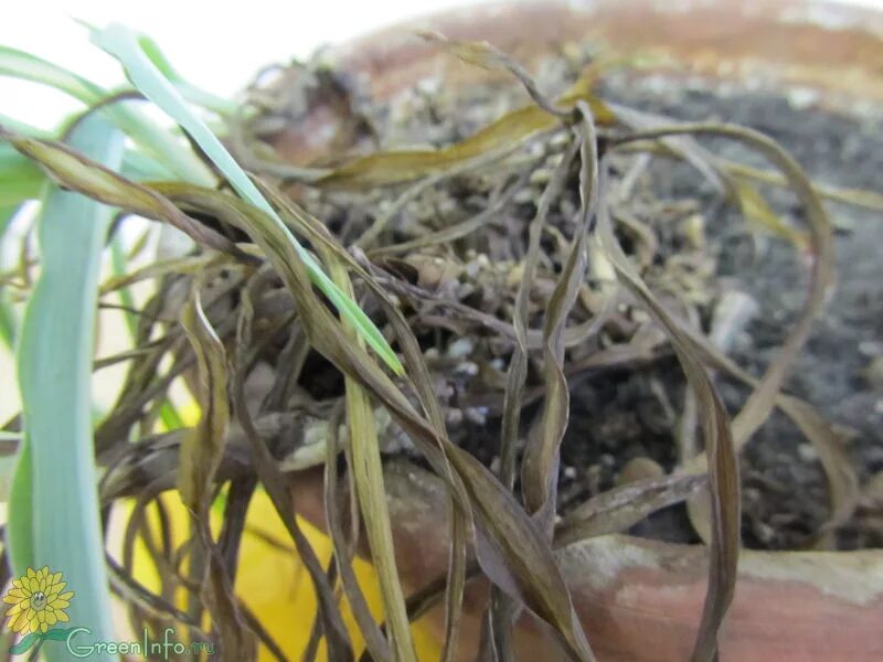 Хлорофитум кудрявый. Хлорофитум кончики темнеют. Хлорофитум почему чернеют кончики листьев. Хлорофитум почему чернеют кончики листьев. Хлорофитум сохнут кончики.