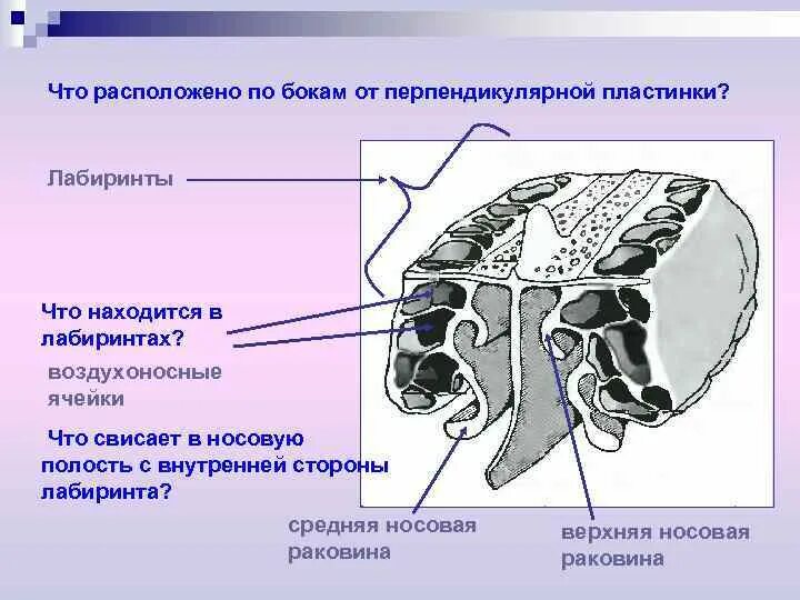 Решетчатая кость строение. Решетчатая пластинка решетчатой кости. решетчатая пластинка и решетчатый лабиринт. воздухоносные кости решетчатая кость. воздухоносные ячейки решетчатой кости.
