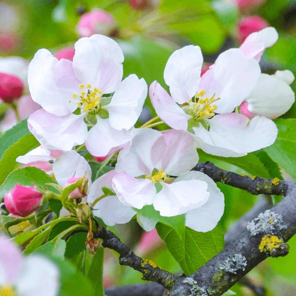 Crab apple tree