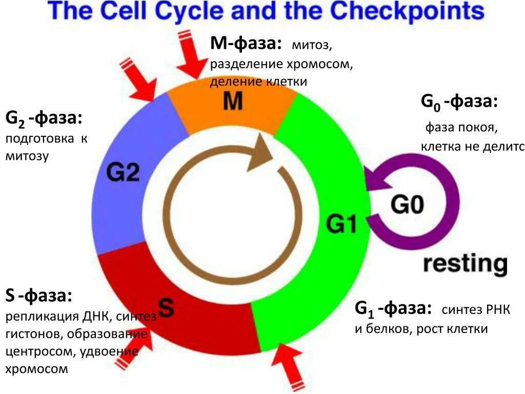 G1 фаза клеточного цикла. G1 s g2 клеточный цикл. Стадия g0 клеточного цикла. G0 период клеточного цикла. G 0 00