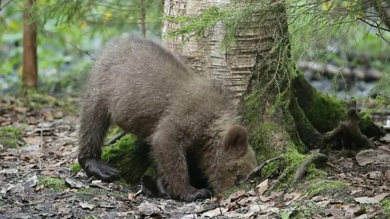 Бурый медведь тверской области. Бурый медведь в Тверской области. Медведи в лесу Московской области. Центр спасения медвежат-сирот в Тверской области. Бурый медведь в Тамбовской области.