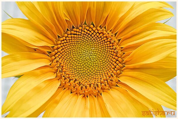 числа фибоначчи подсолнух. подсолнечник золотая гирлянда. подсолнух амалди голден. золотой подсолнух. золотой подсолнух.