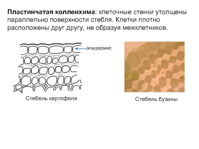 Механическая ткань у листа пластинчатая колленхима. Ткани растений колленхима. Уголковая колленхима строение. Механическая ткань растений колленхима. Пластинчатые клетки