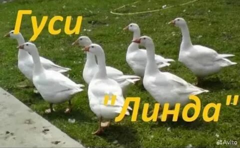 Песня гусята
