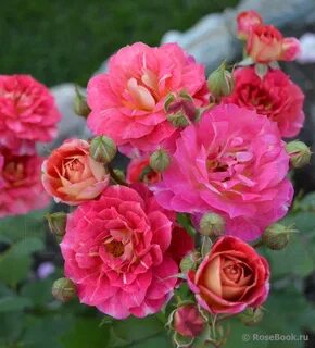 Les rose