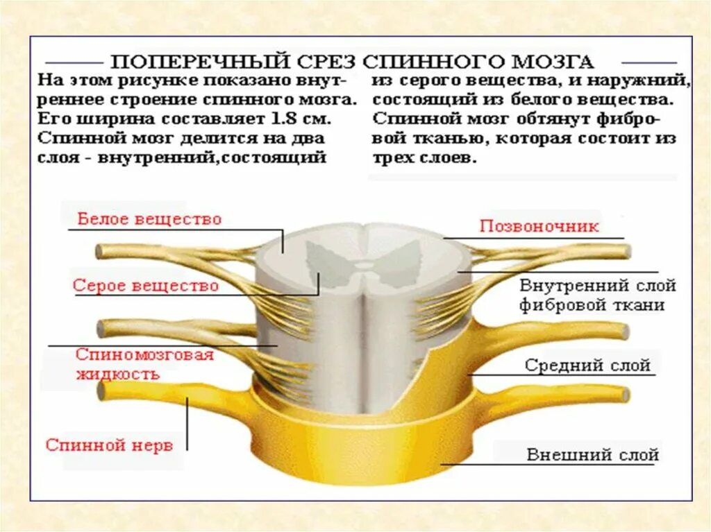 Строение спинного мозга. Серое вещество спинного мозга состоит из. Серой вещесвто спмнного мозга состоит из. Спинной мозг состоит из белого и серого вещества. Что находится в сером веществе