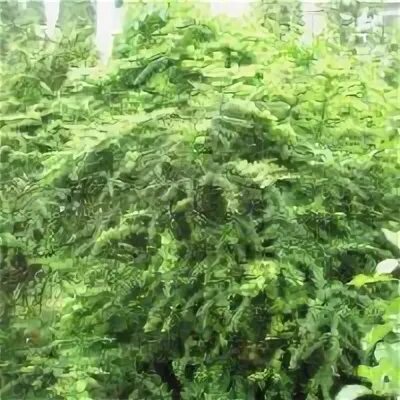 Buxus sempervirens самшит. Самшит буксус. Кизильник черноплодный изгородь. Кизильник блестящий живая изгородь. Самшит вечнозелёный.