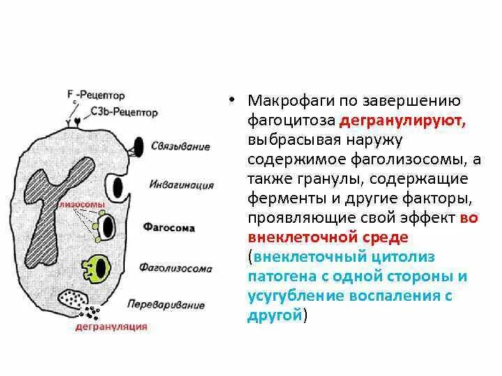 Фагосома и фаголизосома. Лизосомы макрофагов. Формирование фагосомы. Схема фагоцитоза. Фаголизосома