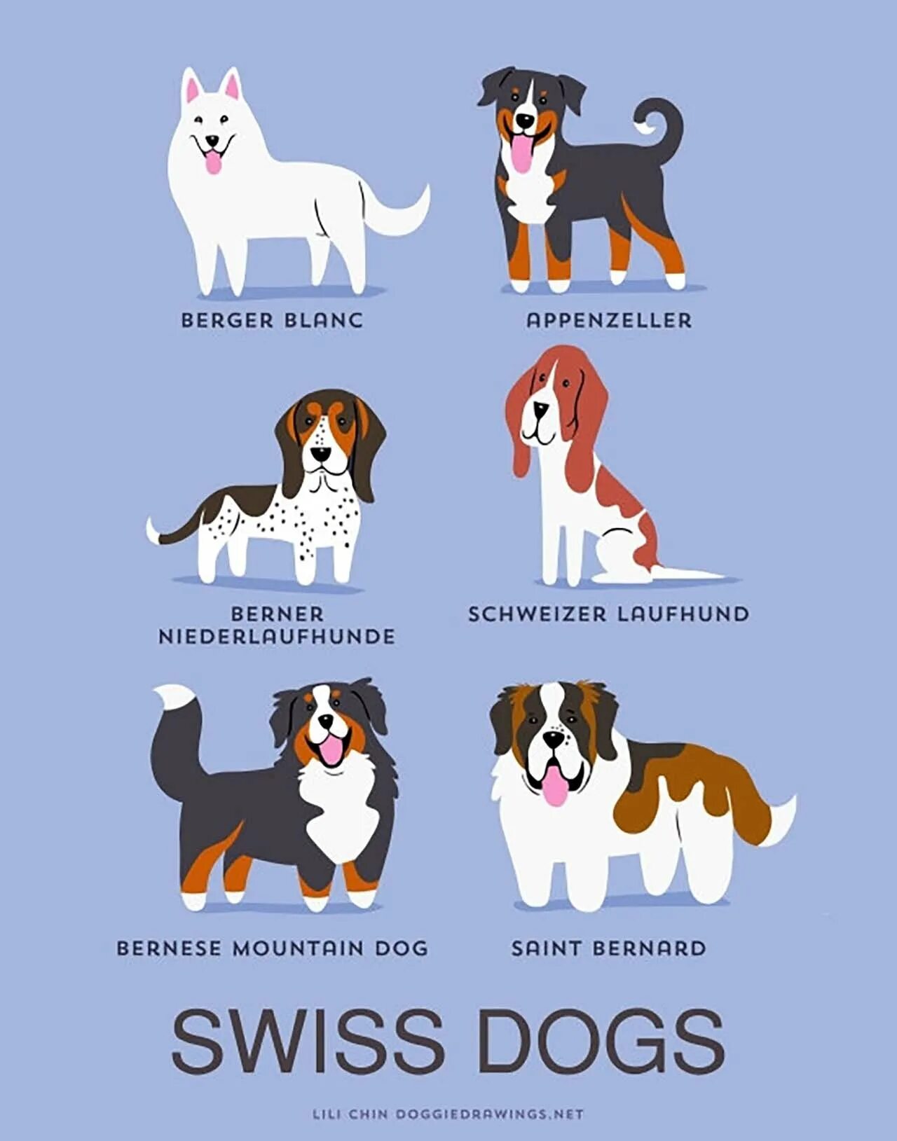 Национальность собаки. Иллюстрации собак разных пород. Породы собак названия. Породы собак рисунки. Разные собаки.