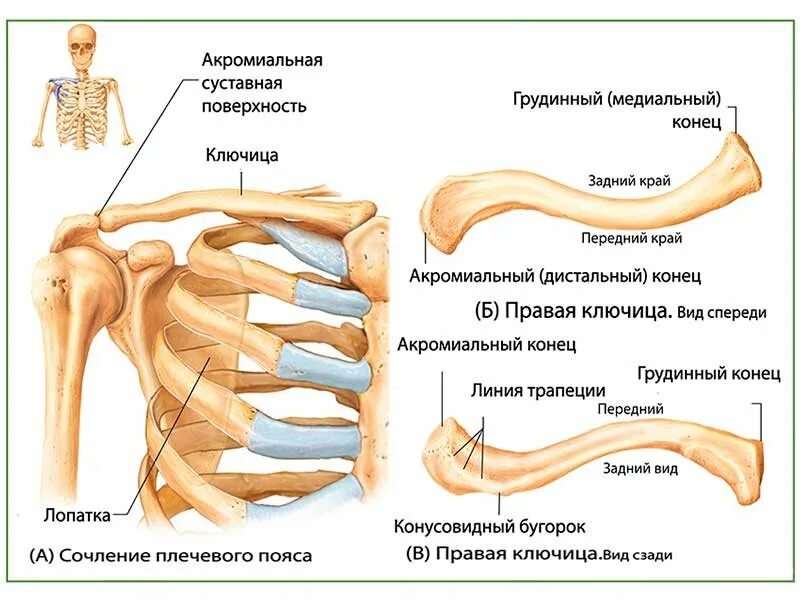 Каких костей относятся кости лопатки. Строение ключицы человека анатомия. Кости ключицы анатомия. Кости ключицы анатомия человека. Ключица вид кости.