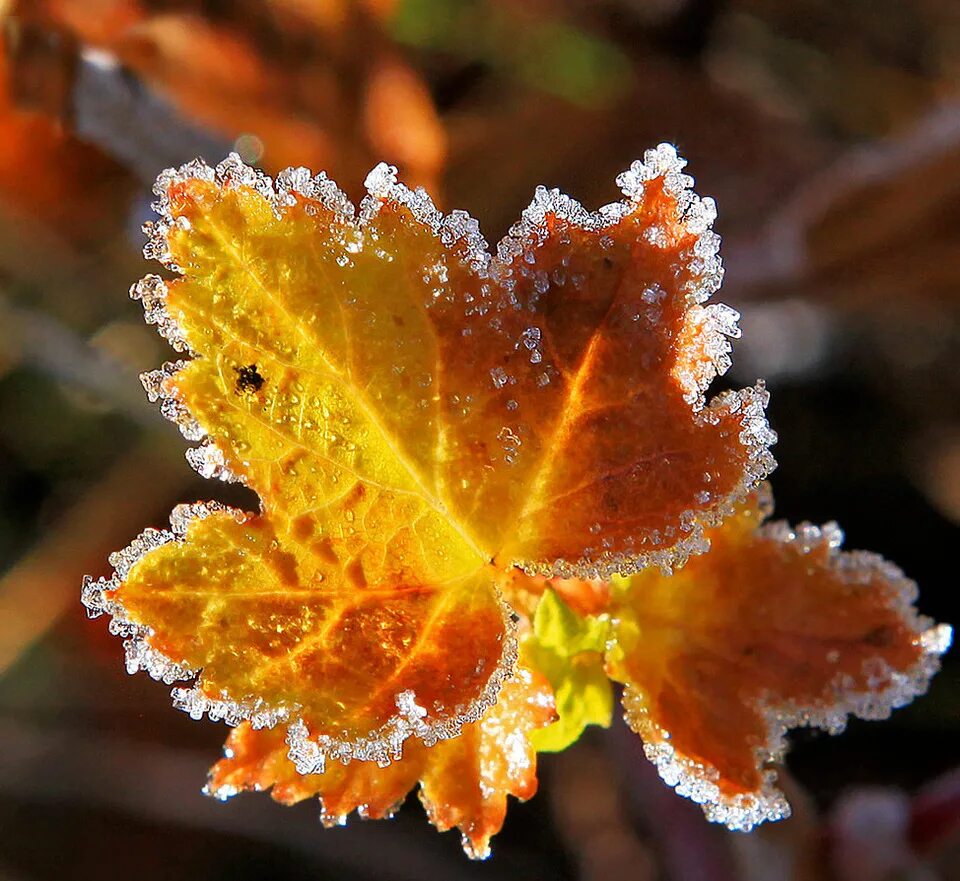 первые морозы. осенние заморозки. первый осенний заморозок. осень первые заморозки. первые осенние заморозки.