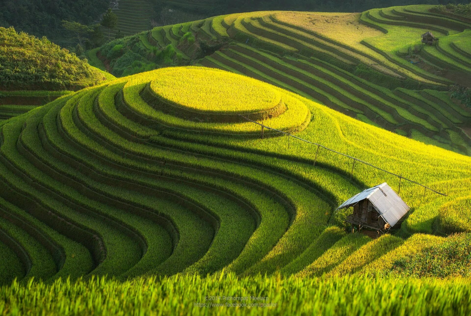 Рис холмы. Вьетнам чайные плантации. Юньнань чайные плантации. Чайные плантации Бали. Чайные плантации в Китае.
