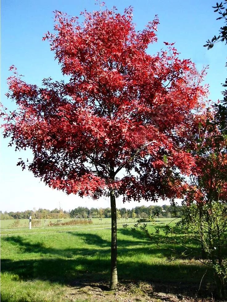 Дуб Quercus rubra. Дуб красный Quercus rubra. Клён канадский краснолистный. Дуб канадский краснолистный. Красные деревья названия и фото