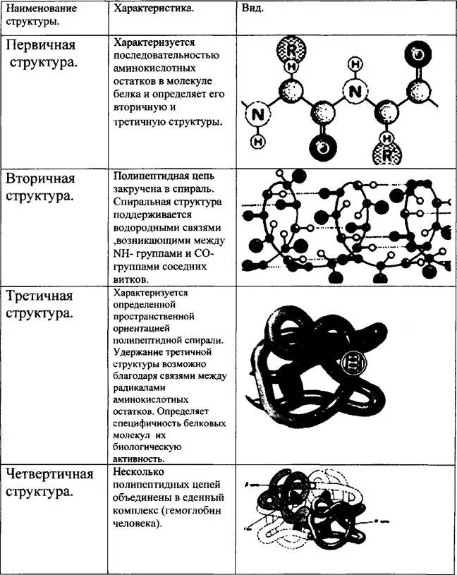 Первичная структура белка формируется. Первичная структура белка структура. Первичная структура белка. Строение и функции белков уровни организации белковой молекулы. Описание первичной структуры белка.