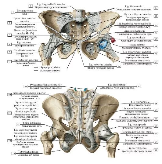 Соединение костей таза вид спереди. Соединение костей таза и нижней конечности анатомия. Связки таза вид спереди анатомия. Соединение костей пояса нижних конечностей.