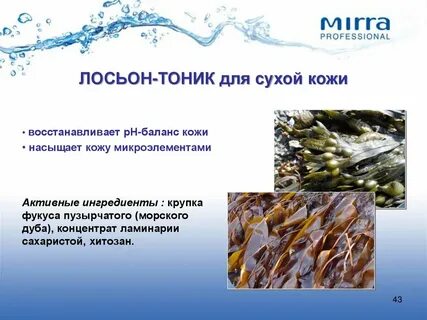 Ламинария относится к водорослям