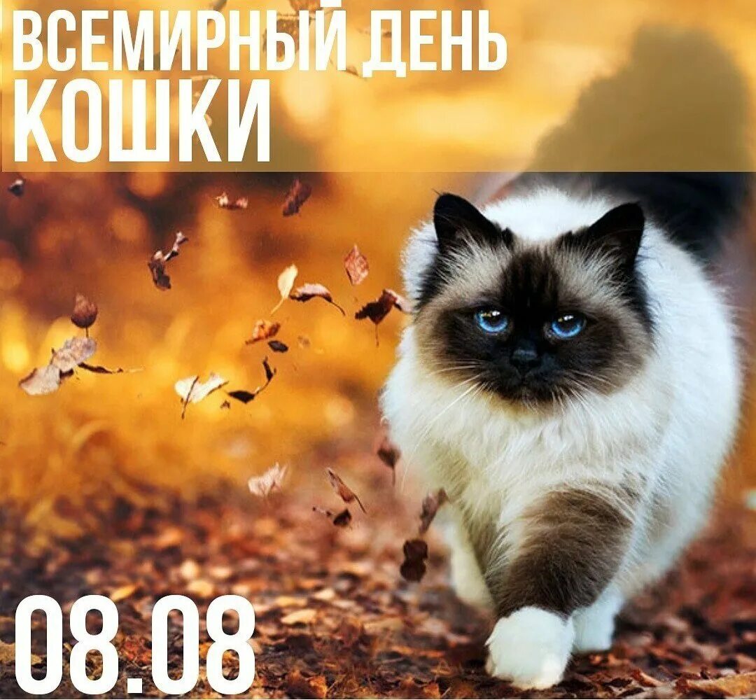 Всемирный день кошек поздравления. Всемирный день кошек. Всемирный день. День кошек 8 августа. Всемирный день кошек открытки.