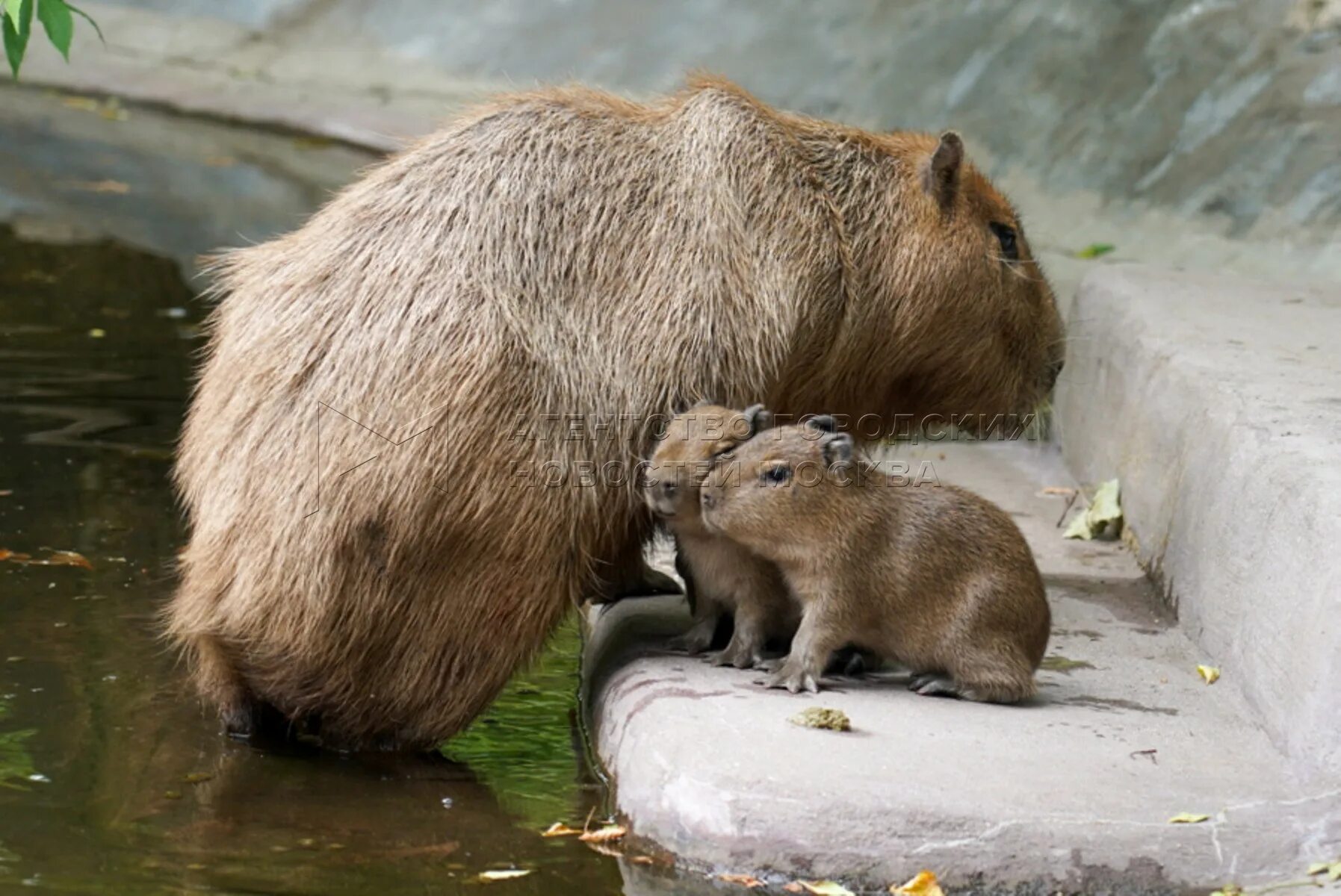 Capybara go