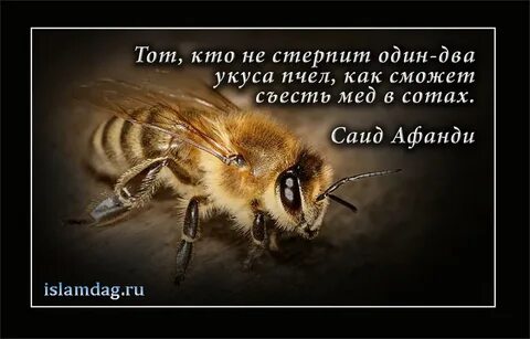 Пчела выражения