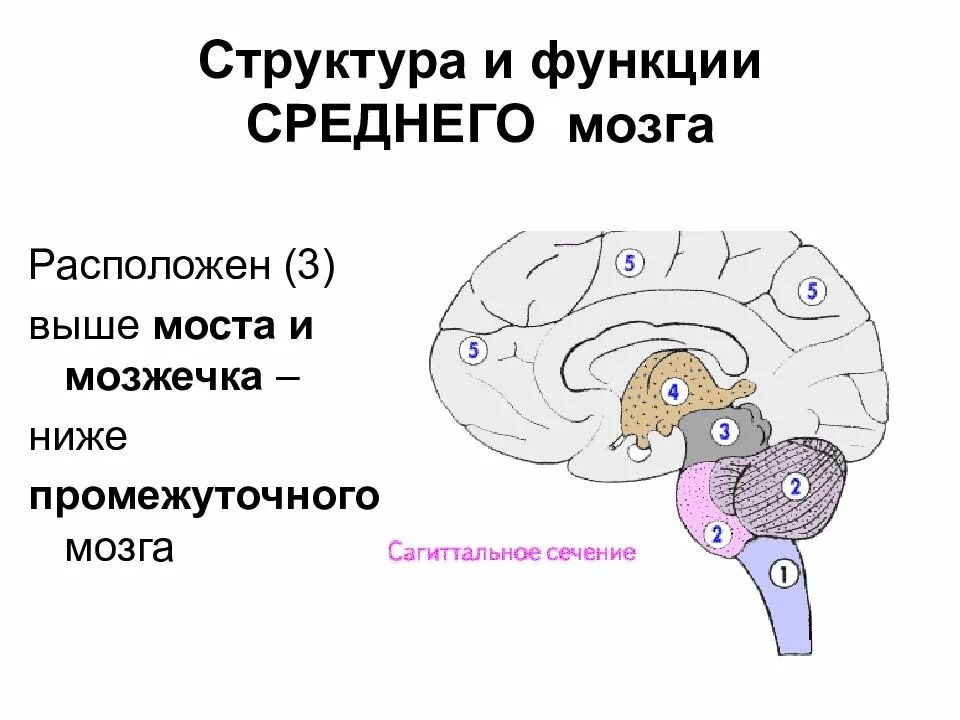 Средний мозг включает в себя