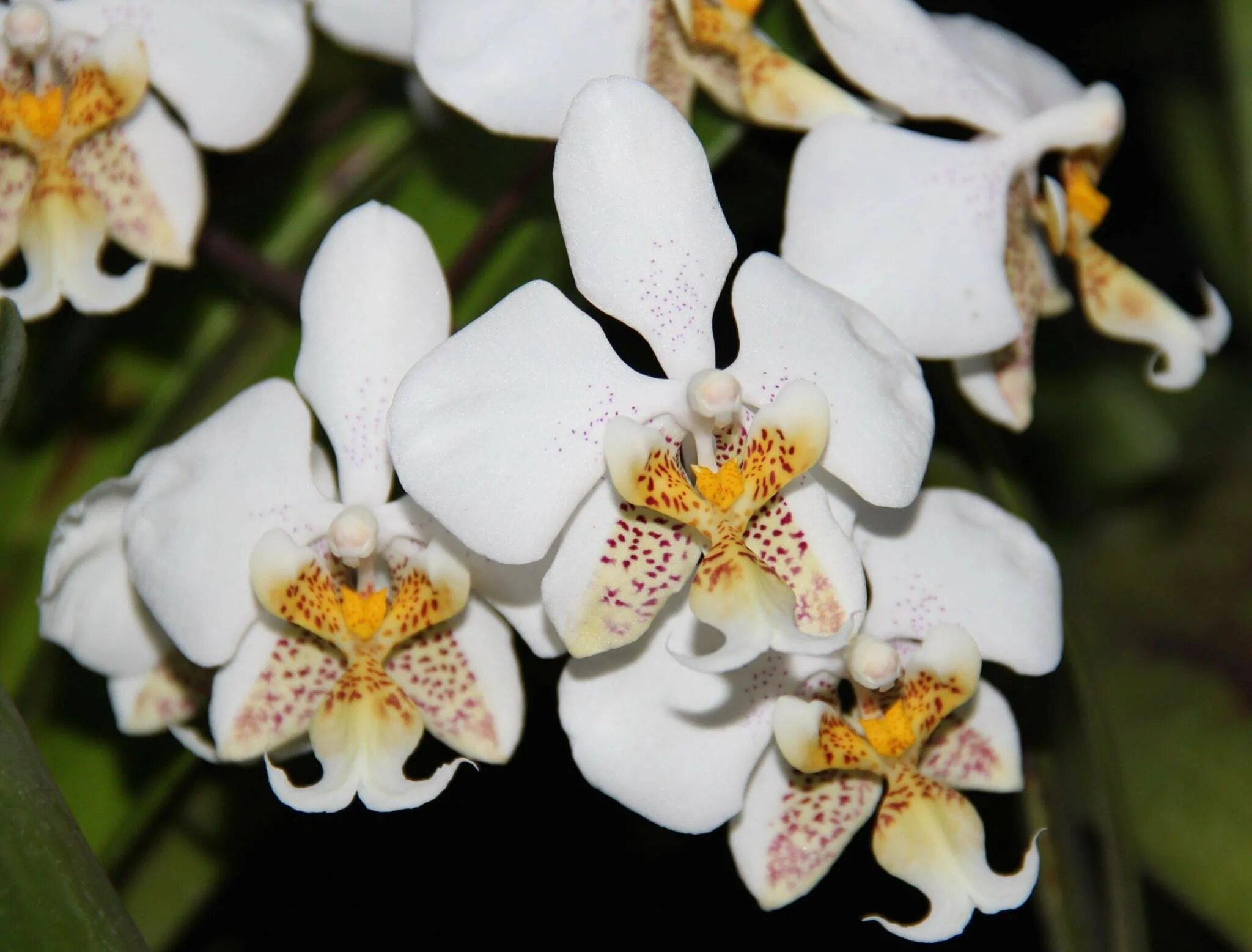 Phalaenopsis species and primary hybrids Orchids, Phalaenopsis, Phalaenopsis orc