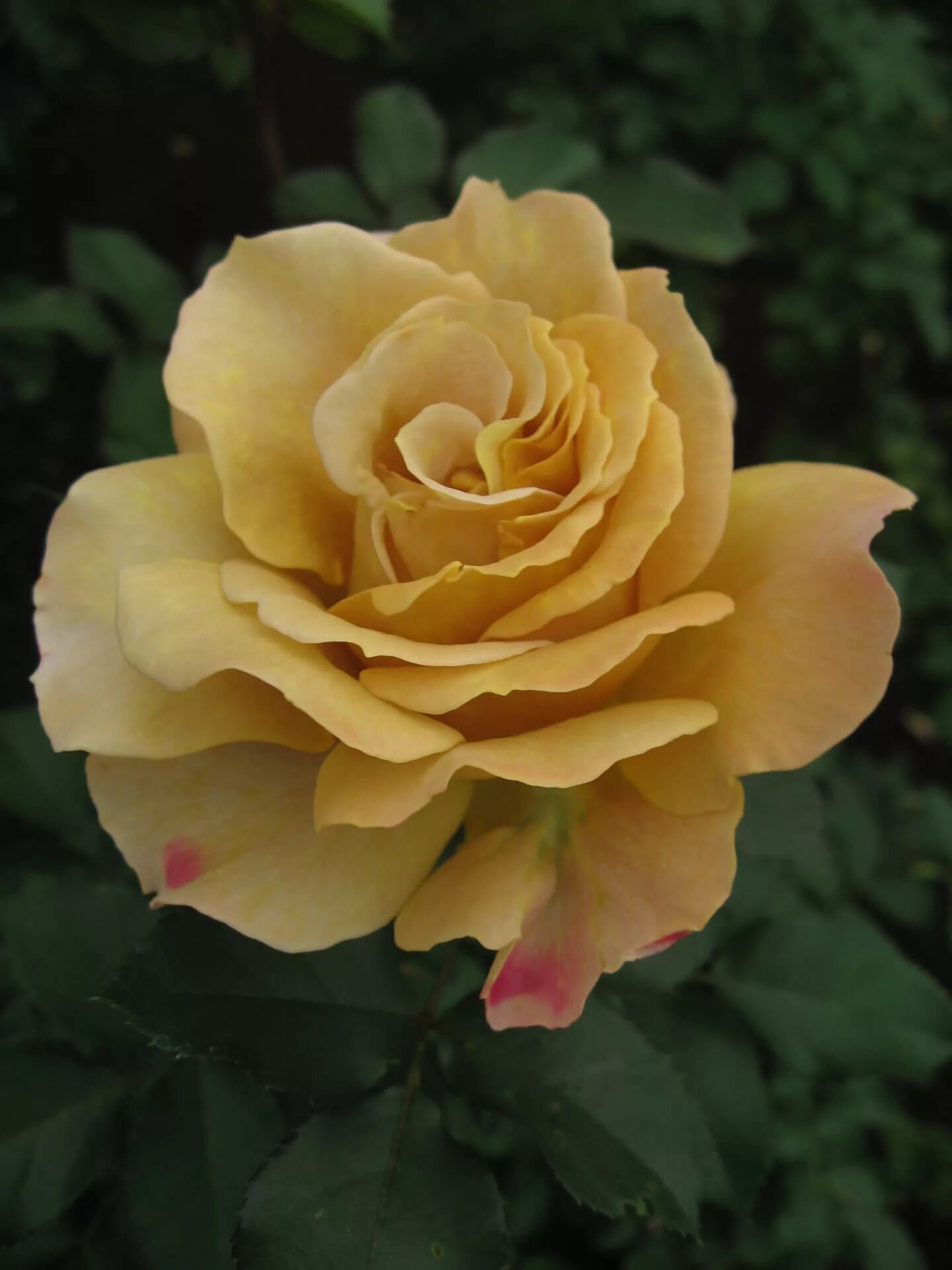 Грандифлора хани дижон. Хани дижон. Хани дижон. Хани дижон. Хани дижон.