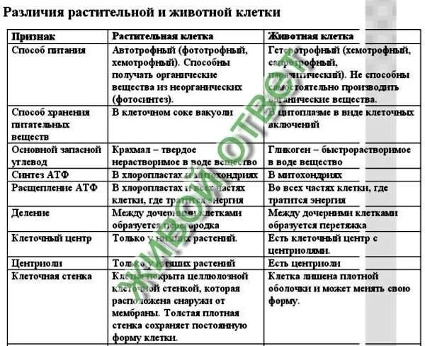Отличие животных от растений таблица 8 класс. Сходства и отличия растительной и животной клетки таблица.