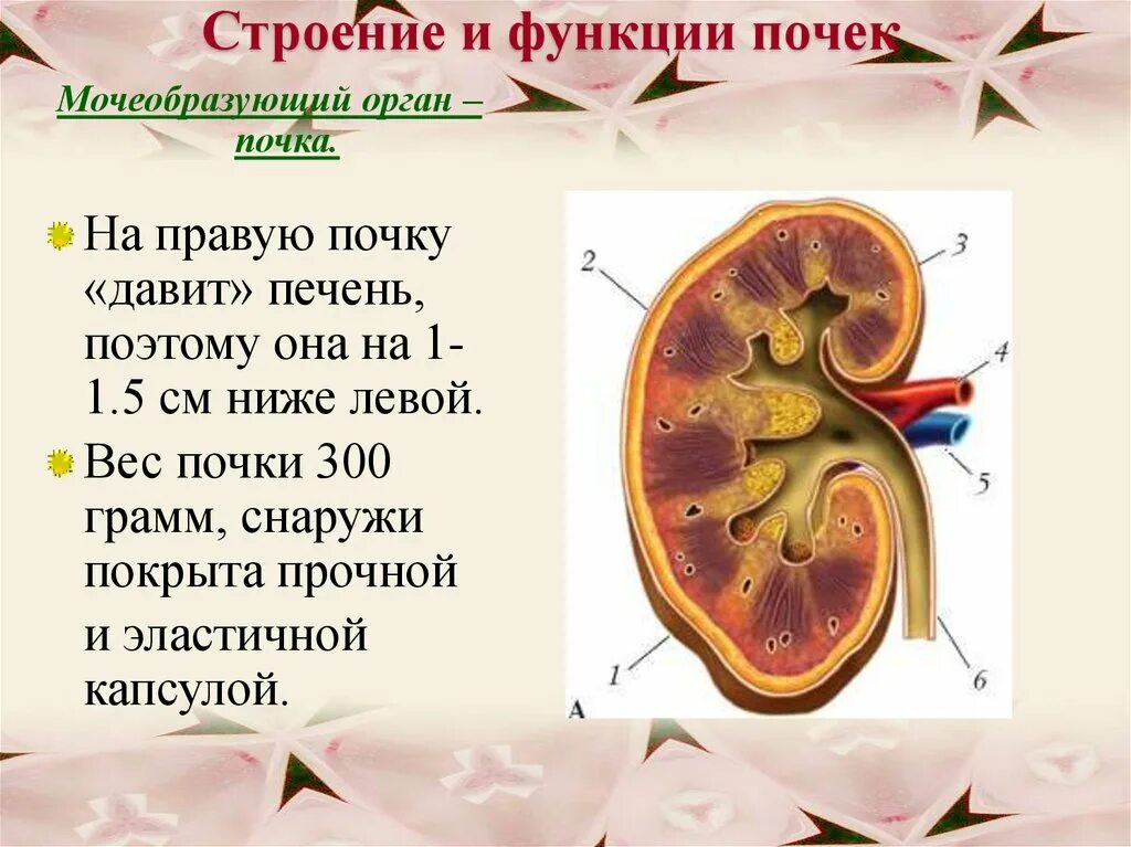 Работа почек человека. Почки строение и функции. Презентация строение и функции почек. Функции почек растений.