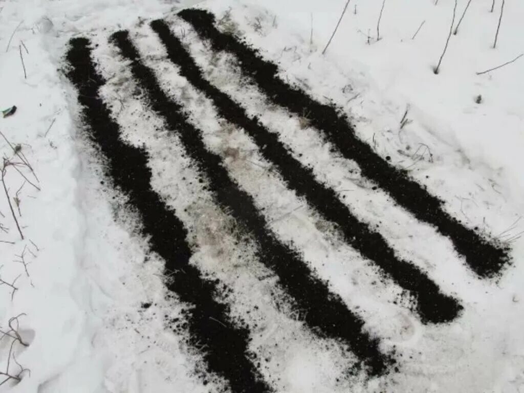 Сеем в зиму семена. Посев семян на снег. семена на снегу. семена под снегом. стратификация семян в снегу.
