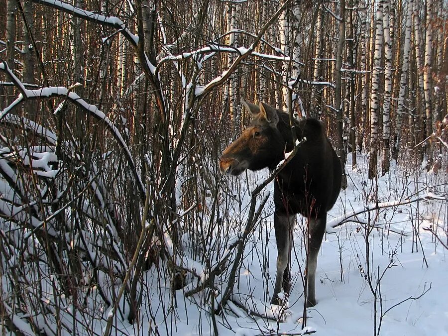 Лось ушел. Уходящие лоси. Лосиный остров кормушки для лосей. Лось уходи.