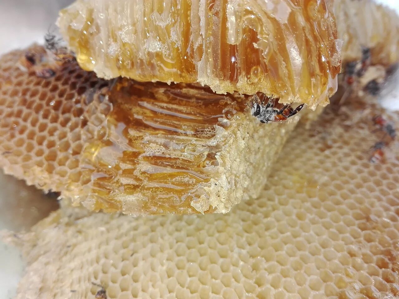 Можно есть соты с медом. Мёд в сотах. Бортевой мед. Мед в сотах картинки. Мед в сотах гречишный.