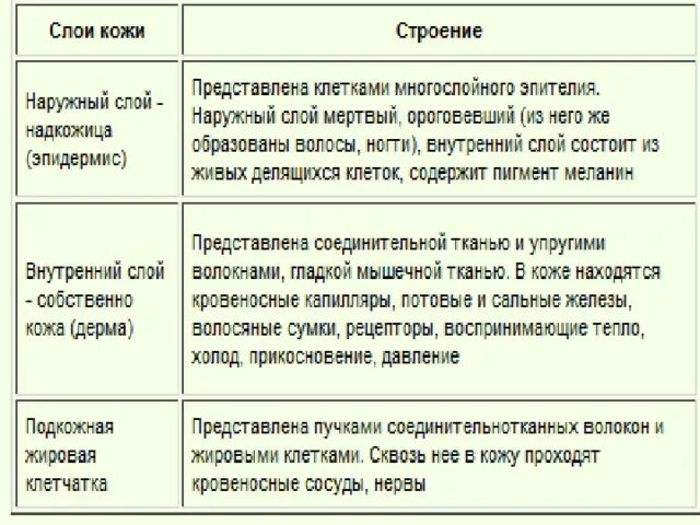 Функции кожи таблица 8 класс биология. Производные кожи особенности строения функции таблица. Производные кожи функции. Строение кожи таблица. Функции слоев кожи человека.