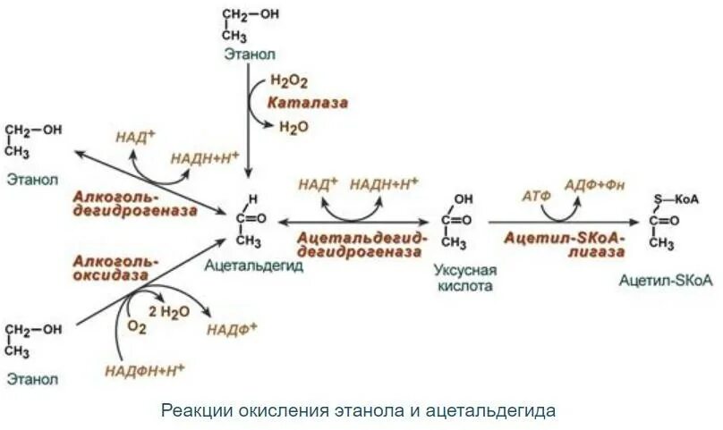 Метаболический путь ферментов. Схема метаболизма этанола в печени биохимия. Метаболизм этанола схема биохимия. Метаболизм экзогенного этанола биохимия. Метаболизм этилового спирта в печени биохимия.