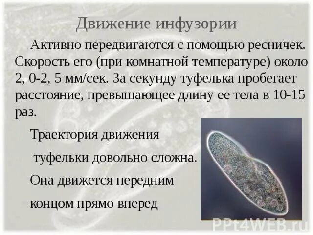 Докажите на конкретных примерах что инфузории. Инфузория туфелька передвигается при помощи. с помощью чего передвигается инфузория-туфелька. движение инфузории туфельки. траектория движения инфузории туфельки.