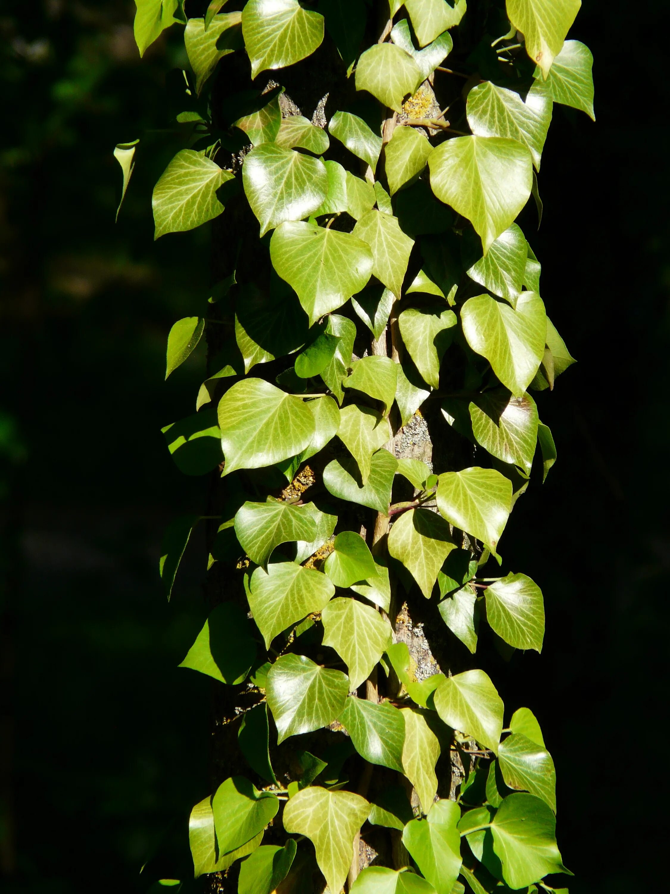 Плющ иволистный. Плющ Hedera. Плющ Спетчли. Плющ круглолистный. Как называется плющ