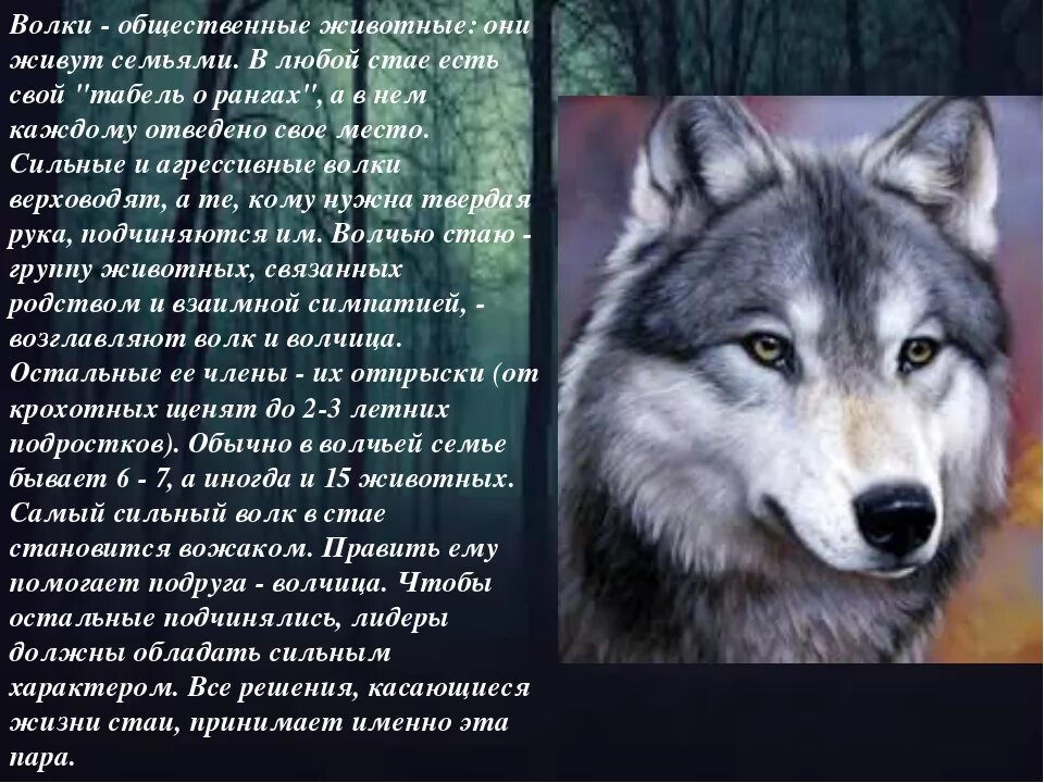 Степной волк краткое содержание. Факты о волках. интересные факты о валка. характеристика волка. интересные факты про волков.