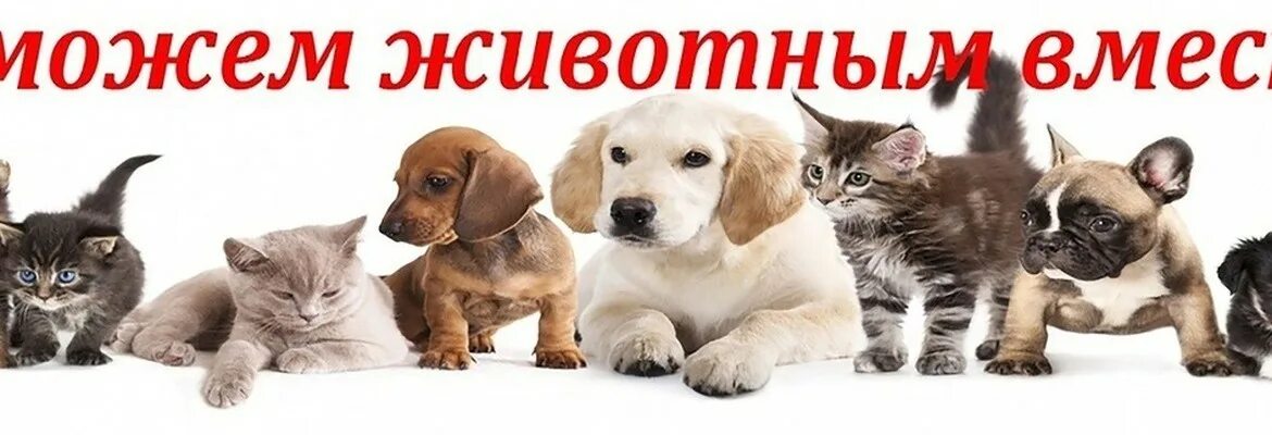 Помощь большим собакам. Помоги приюту для животных. помощь приюту для животных. акция поможем братьям нашим меньшим. поможем животным вместе.