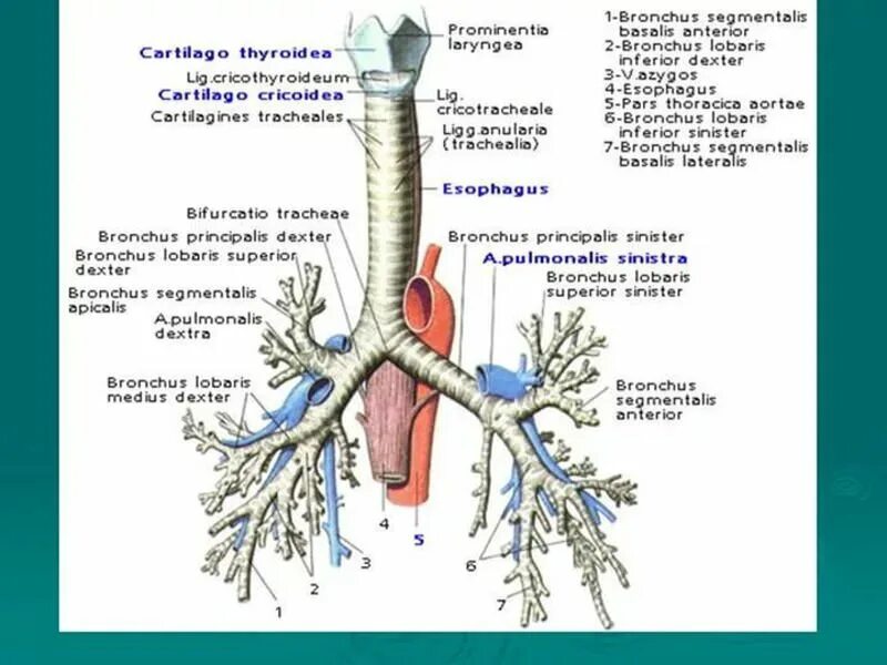 Строение трахеи с бронхами. Трахея бронхи бронхиальное дерево. Трахея схема строения. Строение бронхиального дерева анатомия. Строение и функции трахеи и легких