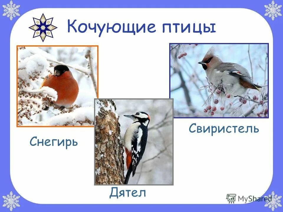 Зимующие и кочующие птицы. Оседлые птицы кочующие птицы перелетные птицы. Кочующие птицы названия. Зимующие и кочующие птицы. Какие птицы кочующие.