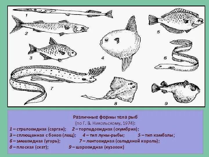 Какое тело у рыб. Лентовидная форма тела рыб. Жизненные формы рыб по г в Никольскому. Торпедовидная форма тела у рыб. Плоская форма тела у рыб.
