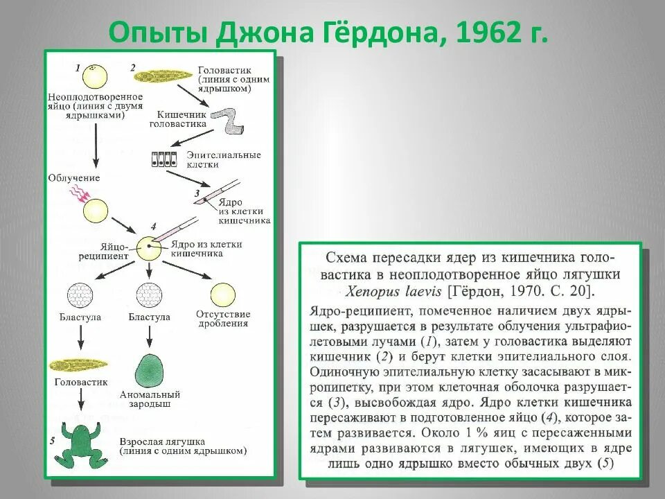 Метод пересадки ядер. Опыт Гердона. Опыты Гердона по пересадке ядер. Гердон клонирование лягушки. Клонирование амфибий (Дж. Гёрдон).