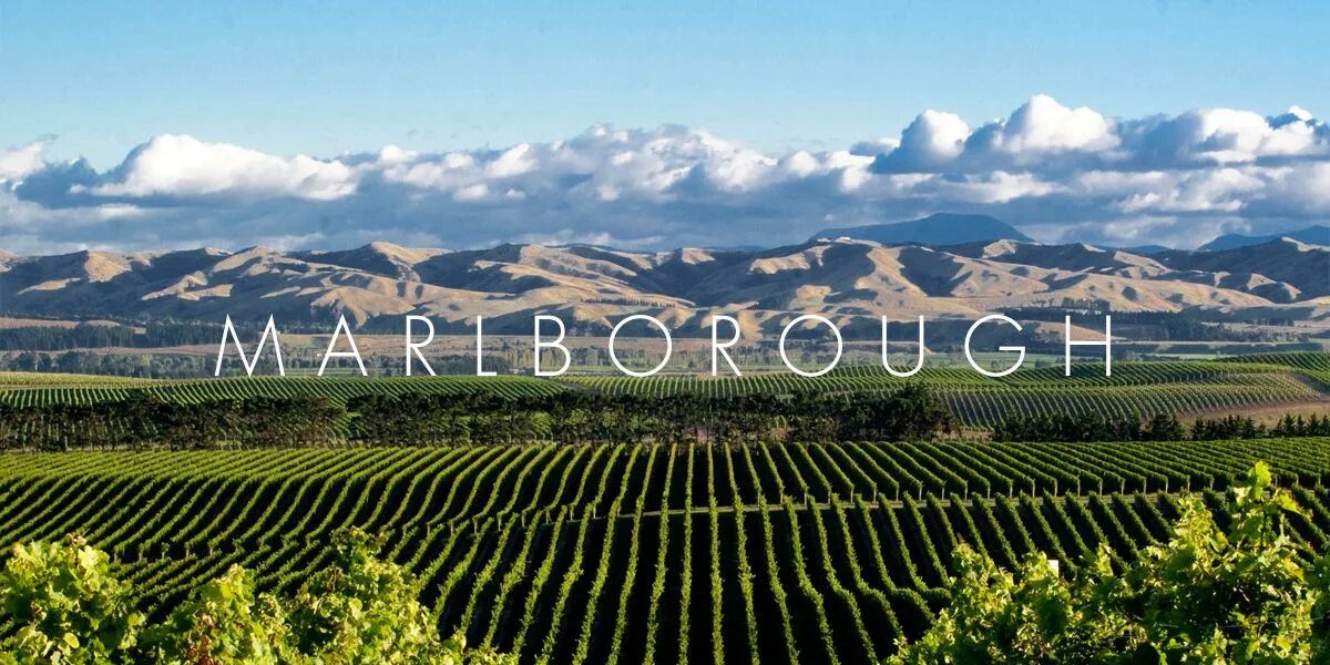 Промышленность новой зеландии. Виноградники Мальборо новая Зеландия. Марлборо (Marlborough, новая Зеландия) виноградники. Долина Мальборо новая Зеландия. Новая Зеландия регион Мальборо вино.