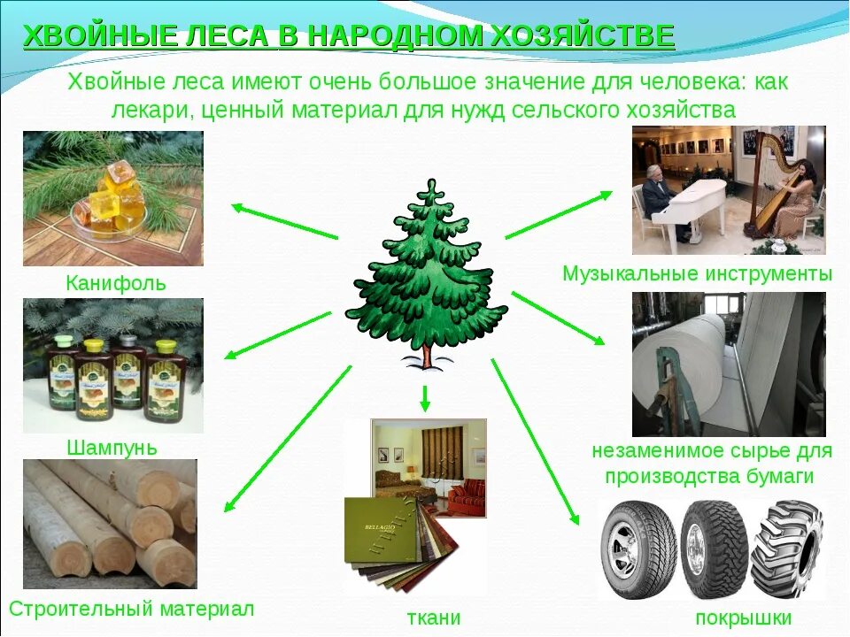 Сообщение на тему значение хвойных растений. Хвойные леса в народном хозяйстве. применение хвойных деревьев. использование древесины в народном хозяйстве. схема использования древесины.
