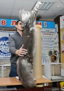 Кун томске